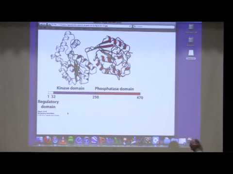 Kevin Ahern's Bite-Sized Biochemistry #24 - Gluconeogenesis II (Carbohydrate Metabolism)