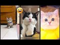 Cat Funny Videos Animals WeAreCats Ep 3964
