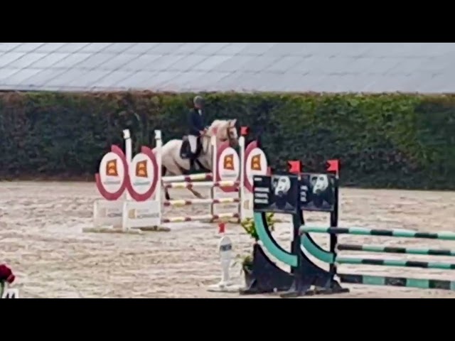 Cavalla Cavallo da Sport Irlandese In vendita 2018 Palomino ,  Tullabeg Fusion