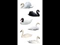 🦢 Types Of Swan | 6 Living Species Of Swan | #Swan #Shorts 🦢