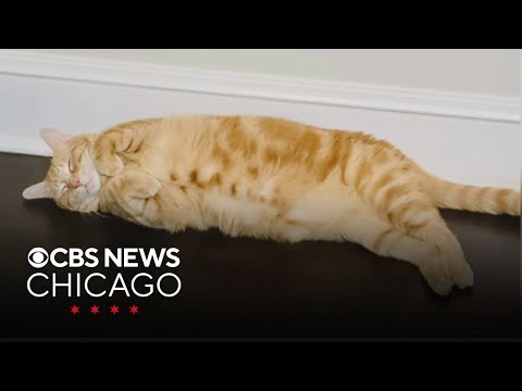 Suzanne's cat, the Nutella Café | What Caught My Eye - YouTube