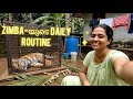 Tiger With Us Zimba S Vlog Life