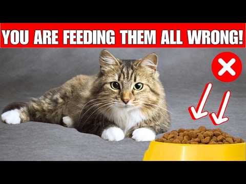 12 CRITICAL cat feeding MISTAKES | Can cause problems