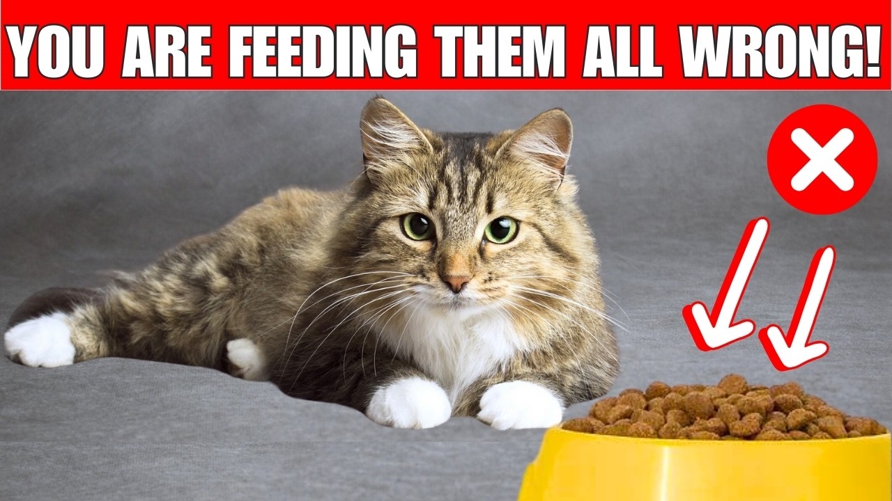 12 CRITICAL cat feeding MISTAKES | Can cause problems