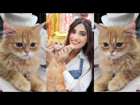 Introducing New Cat😻😍[Samreen Ali New Cat] Mimsi❤