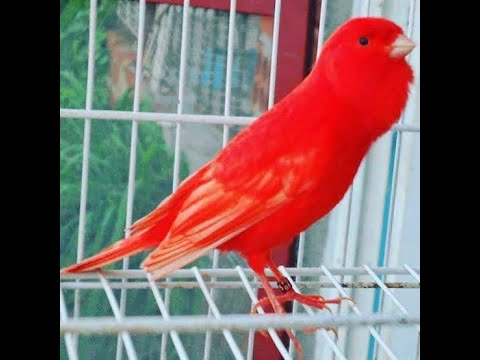 Canário belga canto campainha para ensinar filhotes. Canáril do Alemão