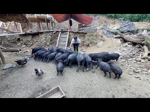 How To Cooking delicious for pig food - Daily Life In The Farm Country - Green Forest Life, Farm Pig