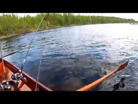 Tornionjoki. 15.1 kg