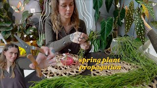 taking my spring plant propagations ✂️ major trims and creating fuller houseplants! 🌿