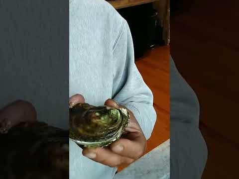 oyster storage in fridge.how it's done #oysters