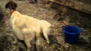preview picture of video 'Goat kids playing in the barn - On the Pond Farm MVI 2757'