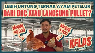 Download lagu LEBIH UNTUNG TERNAK AYAM PETELUR DARI DOC ATAU PULLET ??? - Kelas Ternak Eps. 1 mp3