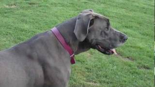 A Blue Great Dane plays with basketballs - Two year old female dog