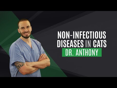 Module 4: Non-infectious diseases in cats