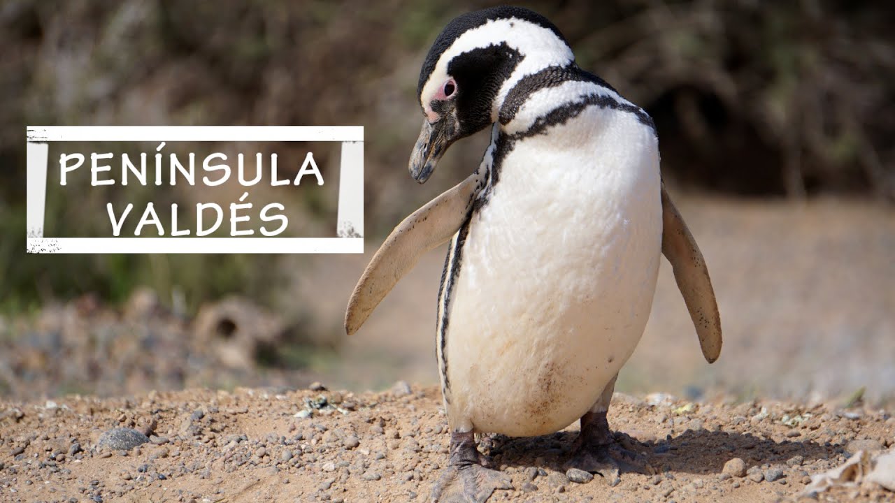 Península Valdés - natureza exuberante na Patagônia Argentina | Baita Jornada