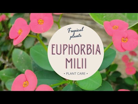 Euphorbia Milii / Crown of Thorns plant care