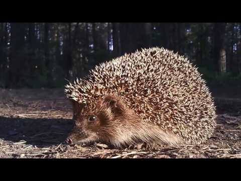 download lagu mp3 mp4 Ezis, download lagu Ezis gratis, unduh video klip Ezis