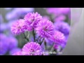 FLOWER IN THE RAIN by Jaci Velasquez (with ...