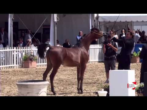 N.101 MASOUN AL ADEYAT - Menton 2015 - Yearling Colts 1 year old (Class 6B)