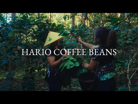 The Journey of Coffee｜HARIO COFFEE BEANS 農園～抽出の全プロセス【4K】
