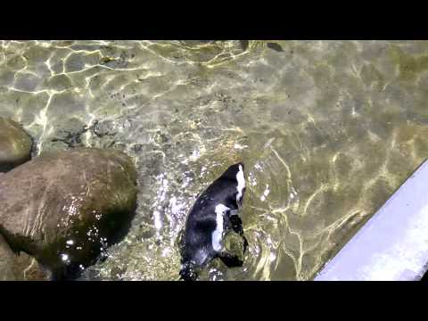 Stuttgart ZOO Wilhelma Pinguin