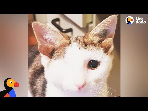 Cat With 4 Ears Loves Helping Foster Kittens - FRANKENKITTEN | The Dodo
