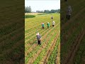Chili Farming Satisfying Shot