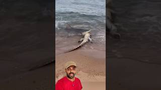 Jacare e tubarão na beira mar 😱