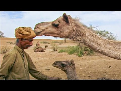 Le père des chameaux - Les Seigneurs des Animaux