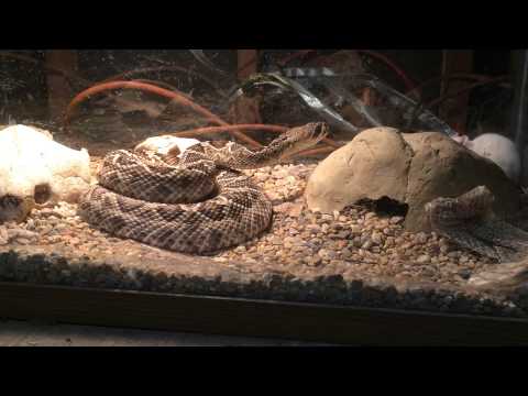Eastern diamond back rattle snake (Crotalus adamanteus)