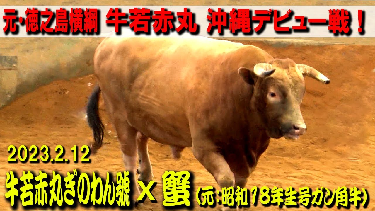 牛若赤丸ぎのわん號(元：威風神威、牛若赤丸、四強赤カブラー)ｘ蟹(元：昭和18年生号ガン角牛)  2023.2.12　【沖縄闘牛】