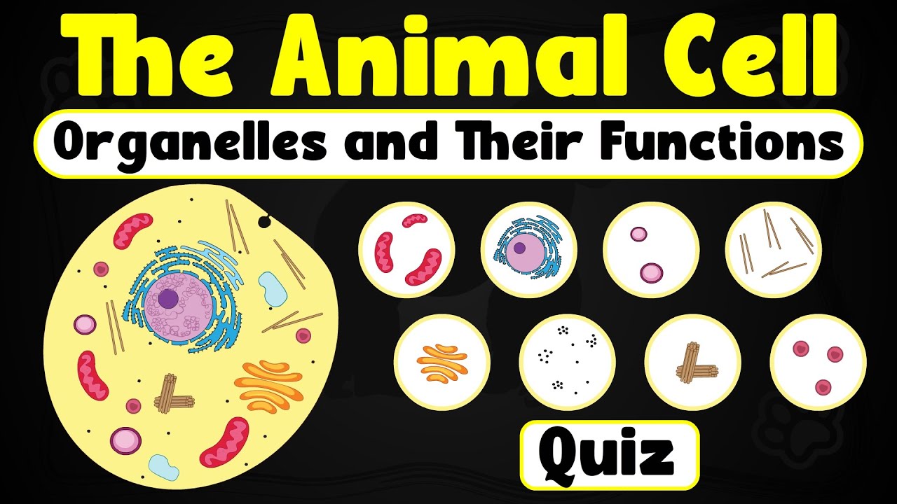 Animal Cell Organelles and Their Functions | Fun Quiz + Detailed Explanations