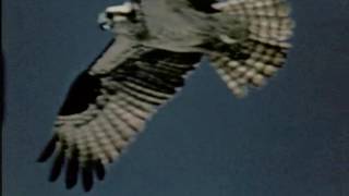 Matt Pond PA "We Are Lights"