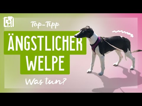 Ängstlicher Welpe? Das müsst ihr für eine rasche Besserung tun!