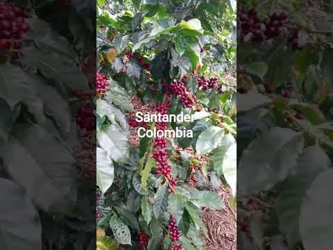 sábado 8 de noviembre socorro Santander Colombia