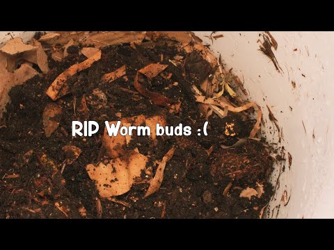 Not the vermiculture update we wanted to give: We've lost all our worms | What went wrong?