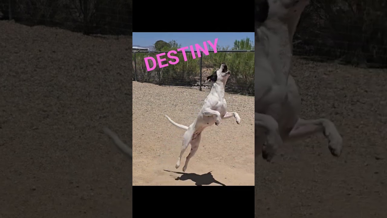 Enlarge Destiny, a Adoptable Mixed Breed in Wickenburg, AZ video 3/3