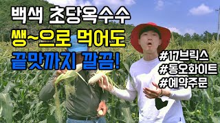 초고당도 초당옥수수, 지금까지 이렇게 달고 맛있는 초당옥수수는 없었다-허니스틱 예약주문-