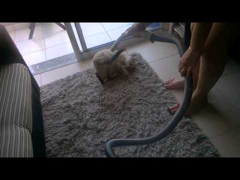 Guigui e o aspirador...
