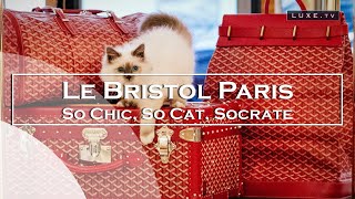 Le Bristol Paris - Bienvenue au chat Socrate - LUXE.TV