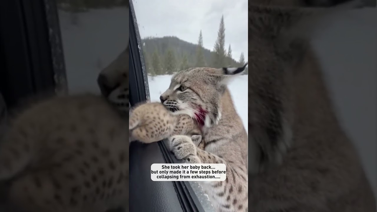 I saw a newborn bobcat kitten surrounded by wolves #shorts