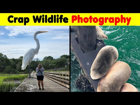 Wildlife Photographers Capture BAD Photos That Are Too Funny To Miss