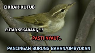Download lagu SUARA PANCINGAN BURUNG CIKRAK KUTUB, SEKALI OUTAR PASTI NYAUT.. mp3