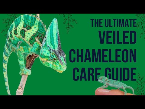 , title : 'Veiled Chameleon 2022 Care Summary!'