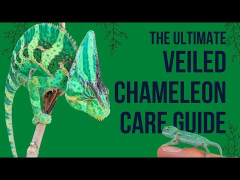 Chameleón jemenský (Chamaeleo calyptratus) — husbandry, kŕmenie a manipulácia