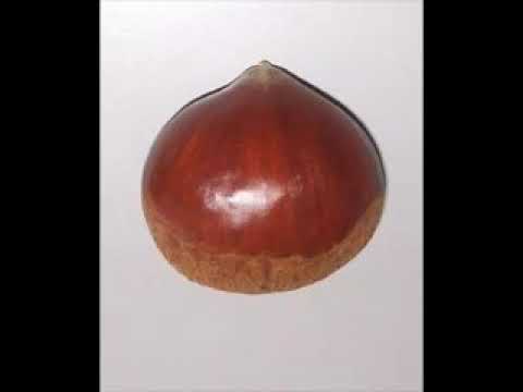 La castagna dispettosa