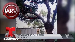Pareja asegura captar duende en el patio de su casa | Al Rojo Vivo | Telemundo