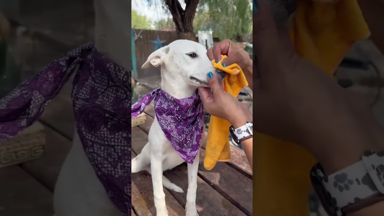 Enlarge Maisie, a Adopted mixed breed in Nashua, NH video 5/5