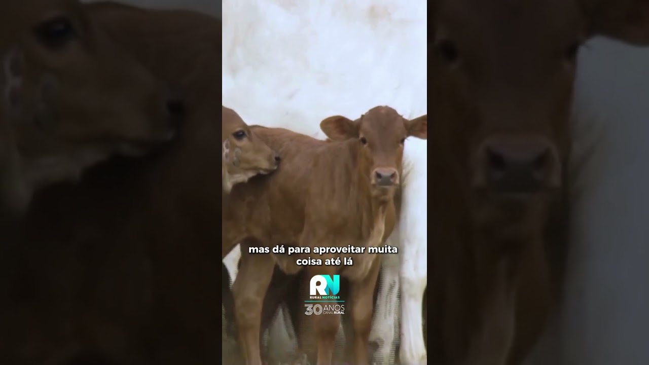 Fim da cota chinesa deve direcionar carne bovina para o mercado interno brasileiro, aponta Datagro