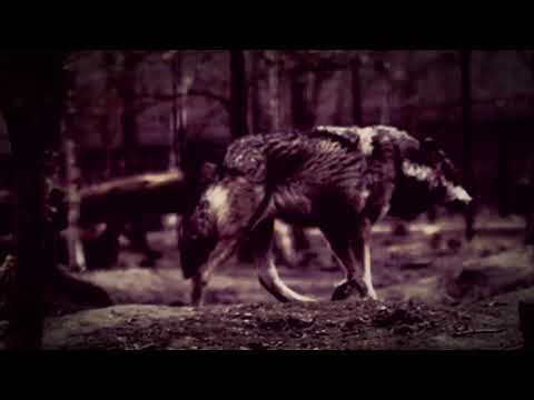 Countess - Pagan Man [official lyric video]